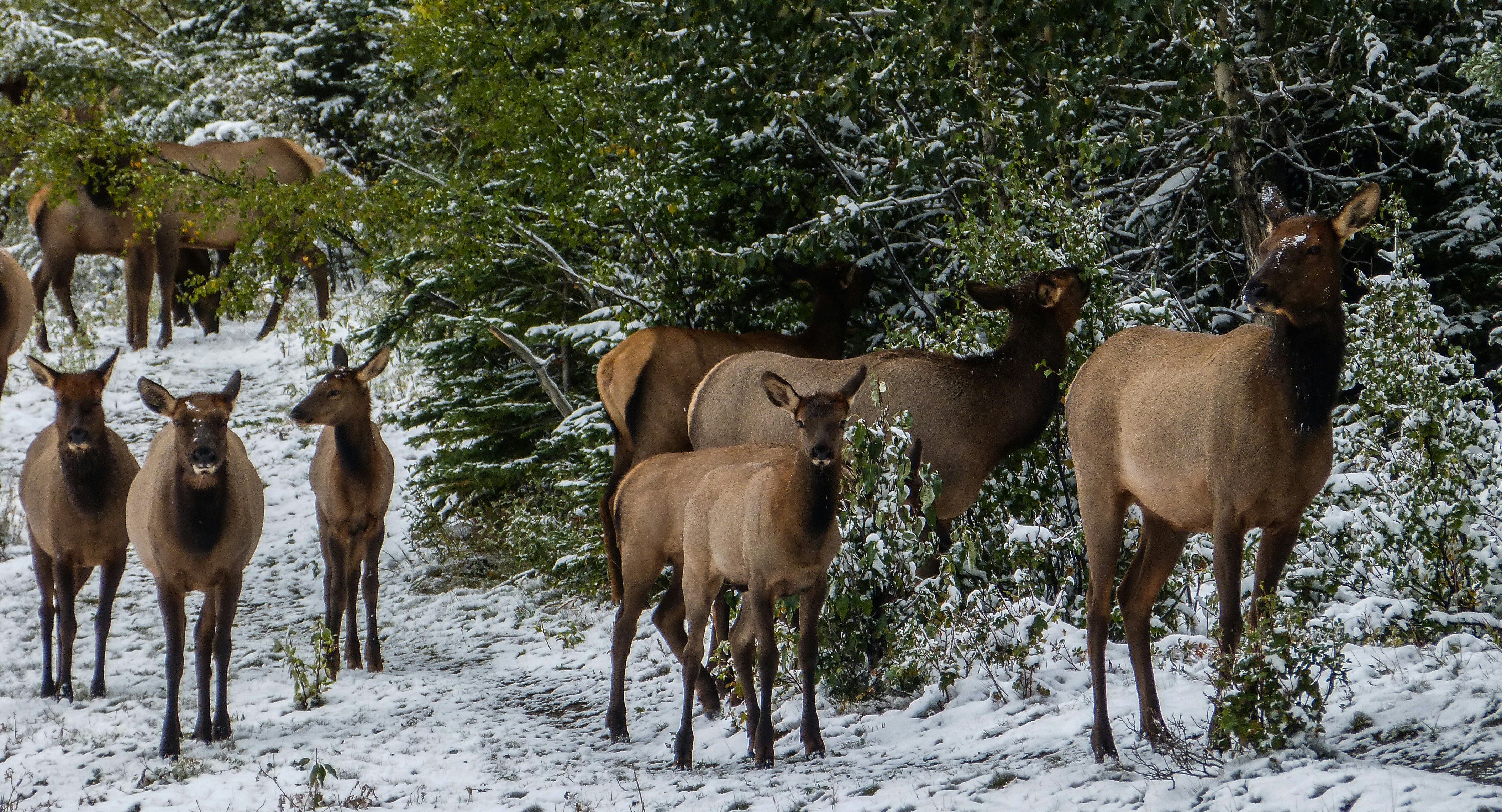 group of horses